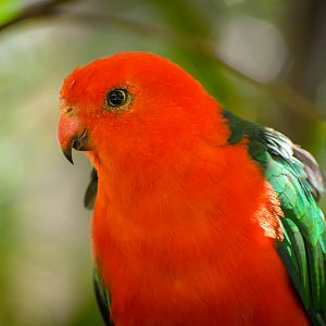 Australian King Parrot (Alisterus scapularis)