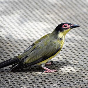 Yellow Figbird (Sphecotheres vieilloti flaviventris)