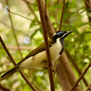 Blue-faced Honeyeater (Entomyzon cyanotis)