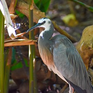 White-faced Heron (Egretta novaehollandiae)