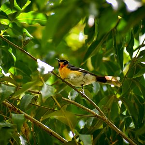 Spectacled Monarch (Symposiachrus trivirgatus)