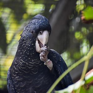 Red-tailed Black Cockatoo (Calyptorhynchus banksii)