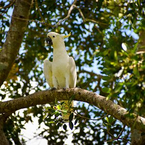 wild - Sulphur-crested Cockatoo (Cacatua galerita)