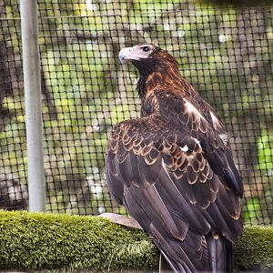 Wedge-tailed Eagle (Aquila audax)
