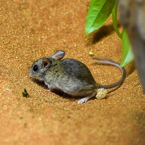 Spinifex Hopping Mouse (Notomys alexis)