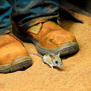 Spinifex Hopping Mouse (Notomys alexis)