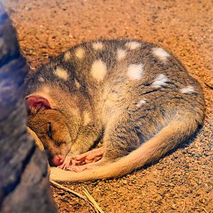 Eastern Quoll (Dasyurus viverrinus)