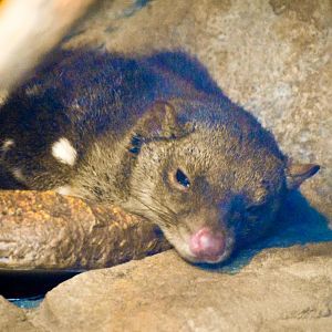 Tiger Quoll (Dasyurus maculatus)