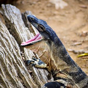 Yawning Lace Monitor (Varanus varius)
