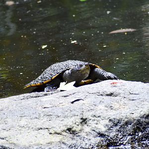 Saw-shelled Turtle (Myuchelys latisternum)