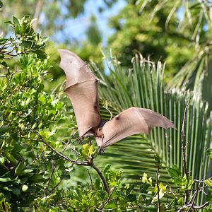wild - Little Red Flying Fox (Pteropus scapulatus)