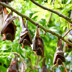 wild - Little Red Flying Foxes (Pteropus scapulatus)