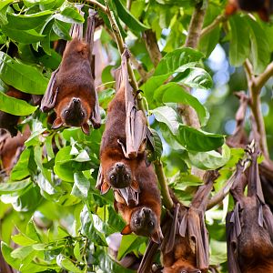 wild - Little Red Flying Foxes (Pteropus scapulatus)