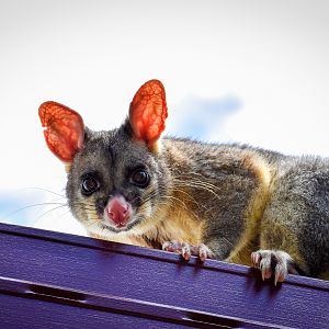 wild - Common Brushtail Possum (Trichosurus vulpecula)