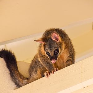 wild - Common Brushtail Possum (Trichosurus vulpecula)