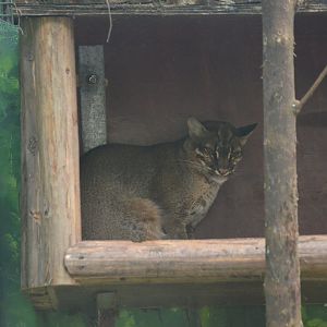 Asiatic Golden Cat/Catopuma temminckii temminckii