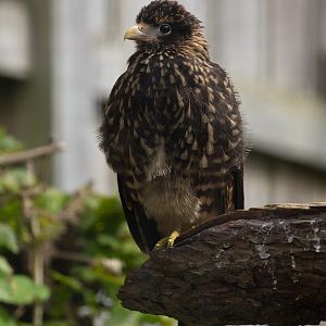 Yellow-headed caracara : Cotswold Falconry Centre : 04 Sep 2020