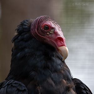 Turkey vulture : Cotswold Falconry Centre : 04 Sep 2020