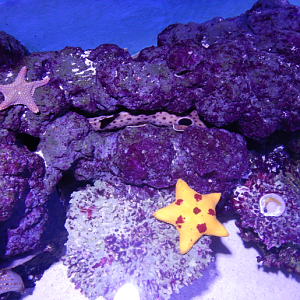 Touch Tank - Epaulette Shark and sea stars