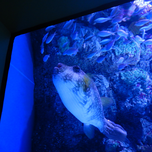 White-Spotted Puffer and Blue-Green Chromis