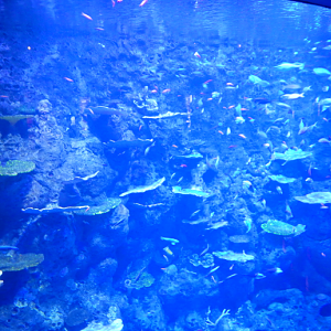 Deep Reef Amphitheatre