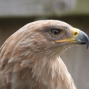 Tawny eagle : Cotswold Falconry Centre : 04 Sep 2020