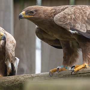 Tawny eagle : Cotswold Falconry Centre : 04 Sep 2020