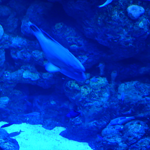 Percy the Humphead Maori Wrasse