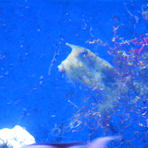 Pepè the Longhorned Cowfish