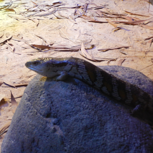 Blue-Tongued Skink