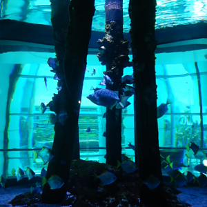 Jetty Tank