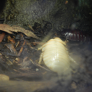 Giant Burrowing Cockroach