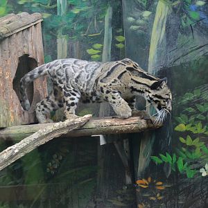 Clouded Leopard/Neofelis nebulosa "scraggy(Gan gan in Chinese)"