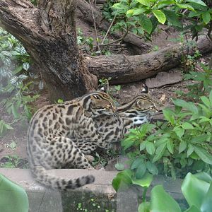 Leopard cat/Prionailurus bengalensis,mating
