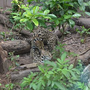 Leopard cat/Prionailurus bengalensis,mating