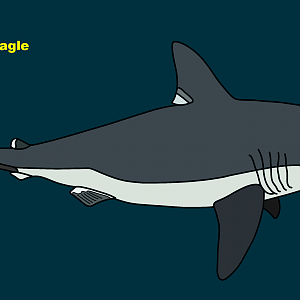 Porbeagle (Lamna nasus)
