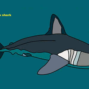 Salmon shark (Lamna ditropis)