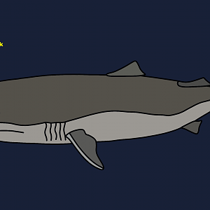 Pacific sleeper shark (Somniosus pacificus)