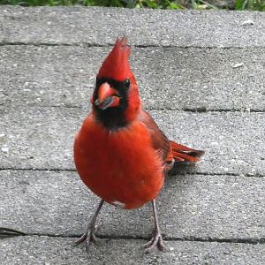 Northern Cardinal