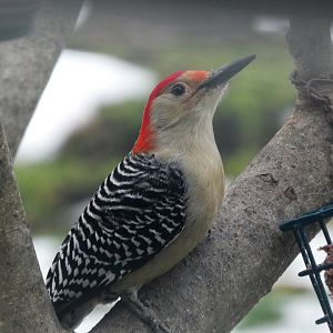 Red-bellied Woodpecker