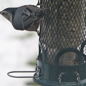 White-breasted Nuthatch