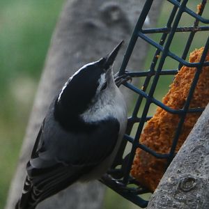 White-breasted Nuthatch