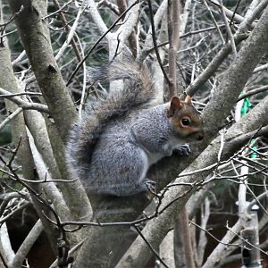Eastern Gray Squirrel