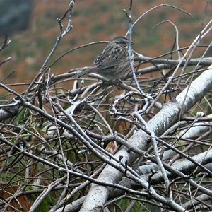 Song Sparrow