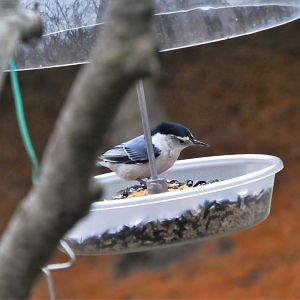 White-breasted Nuthatch
