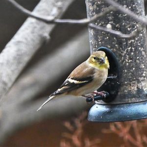 American Goldfinch