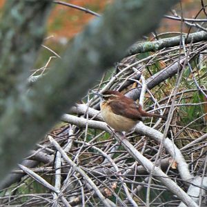 Carolina Wren