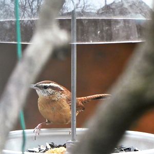 Carolina Wren