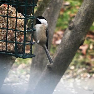 Black-capped Chickadee