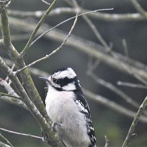 Downy Woodpecker